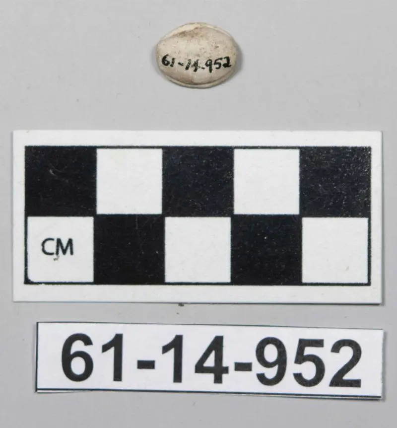 Scarab by Unknown artist