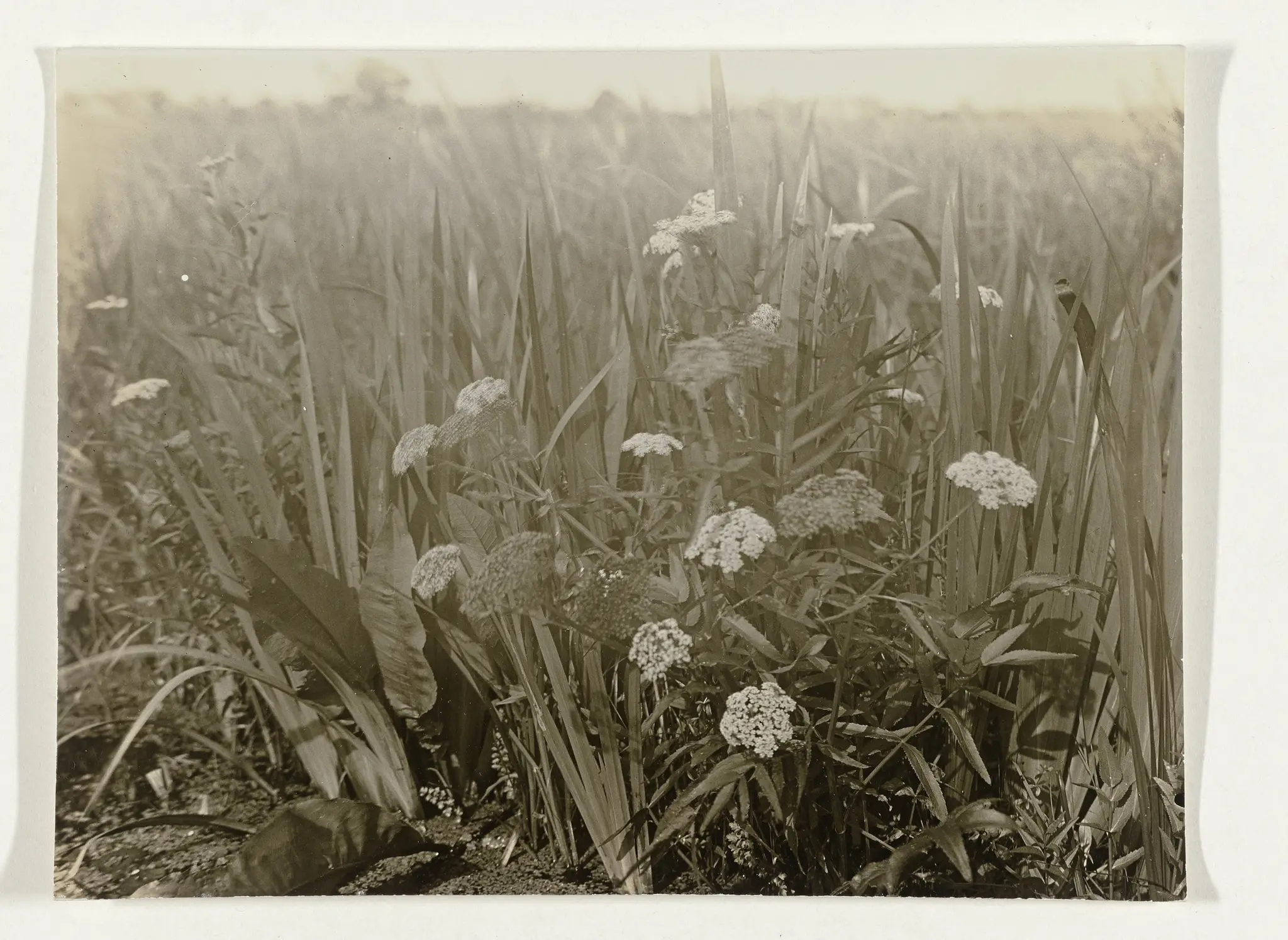 Bloemen in het veld by Unknown artist