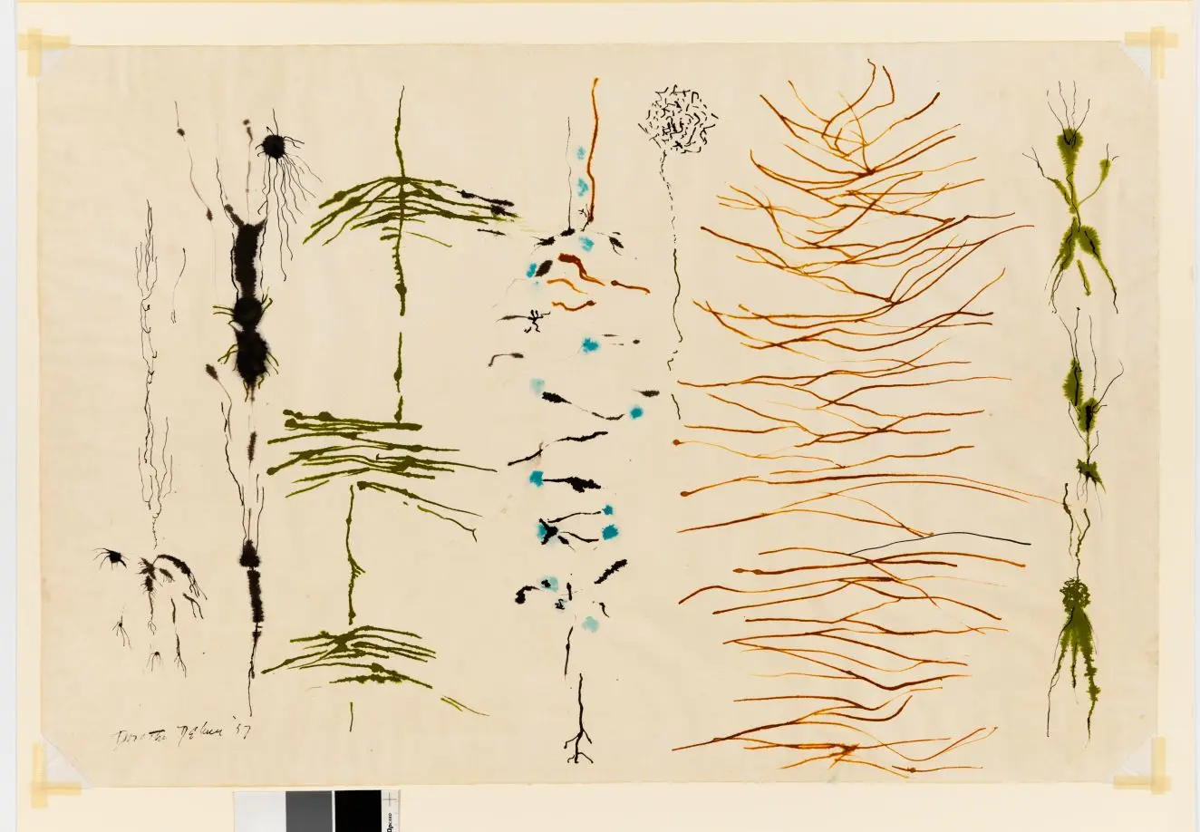 Plant Shapes by Dorothy Dehner