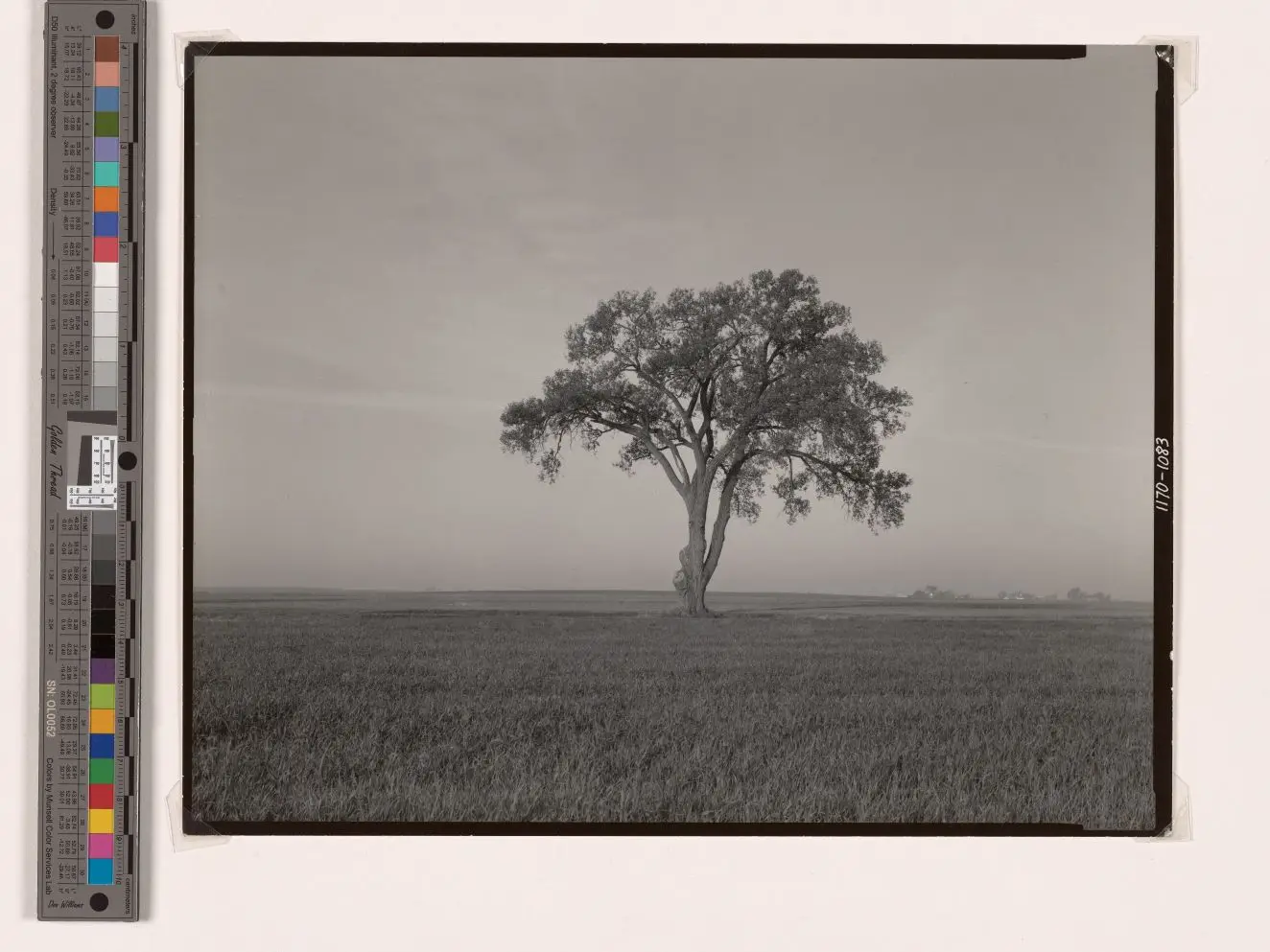 Untitled (1170 by Rhondal McKinney