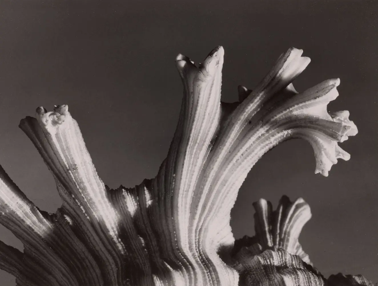 Untitled by Andreas Feininger by Andreas Feininger