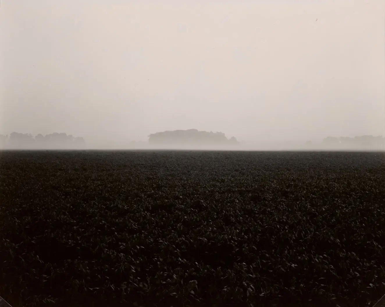 Untitled (883) by Rhondal McKinney