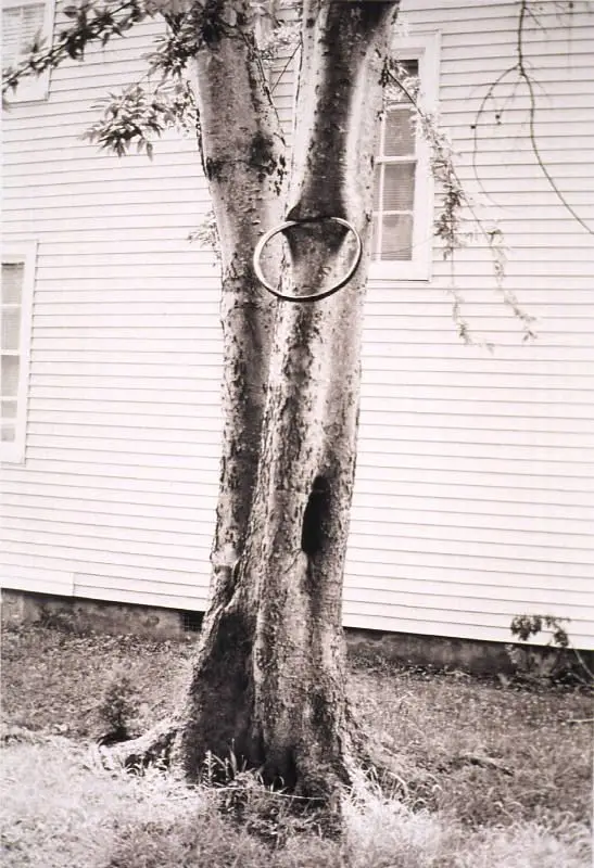 Money Tree by David Hammons
