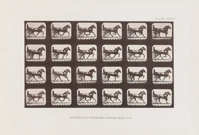Edgerton, Trotting, Stride by Eadweard Muybridge