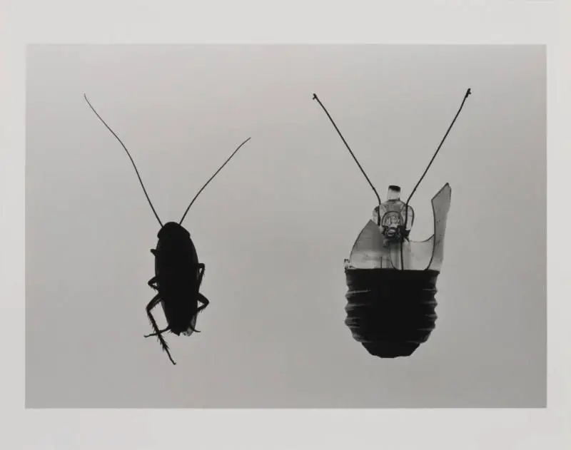 Antennae by Kenji Nakahashi