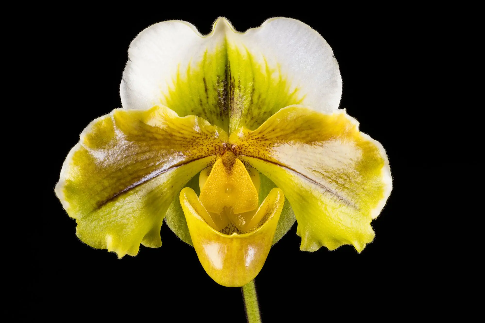 Paphiopedilum Green Waters 'Huntley' by Unknown artist