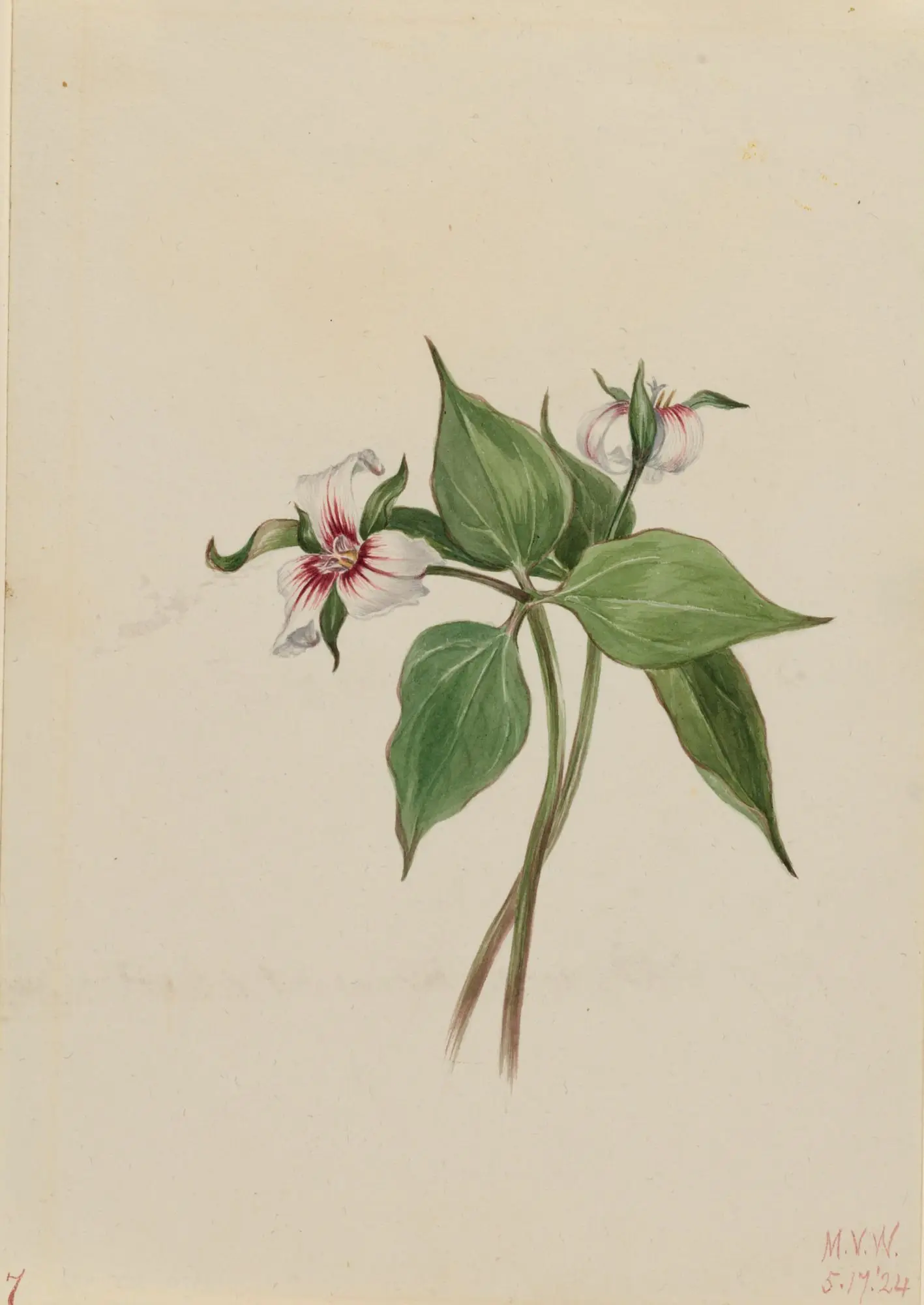 Painted Trillium (Trillium undulatum) by Mary Vaux Walcott, born Philadelphia, PA 1860-died St. Andrews, New Brunswick