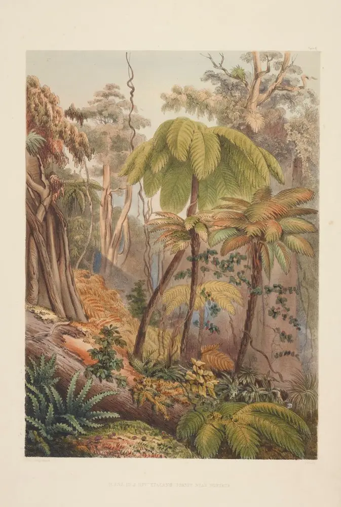 Scene in a New Zealand forest near Porirua, Plate 6. From the book: The New Zealanders by George