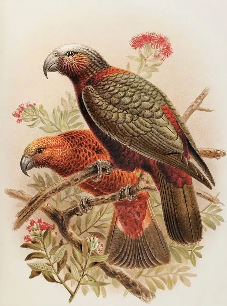 Kaka parrot and variety “Kaka-kura”. Nestor Meridionalis. (one-half natural size). Plate 17. From the book: A history of the birds of New Zealand Vol. 1 by Johannes Keulemans