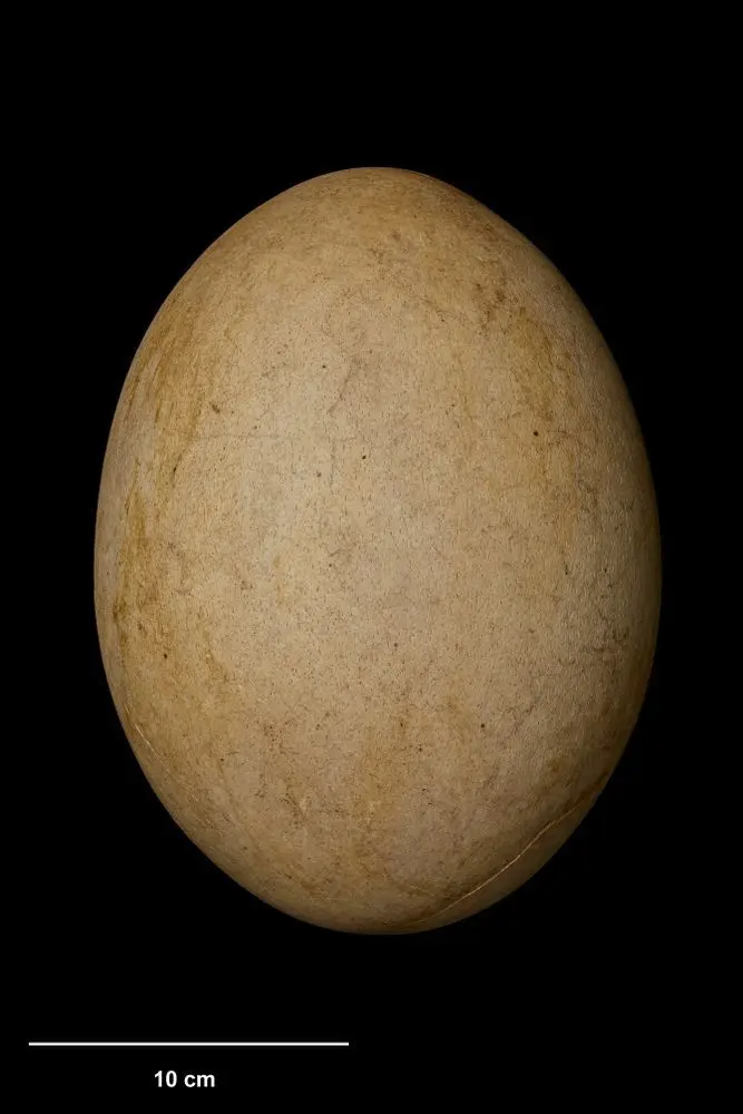 Perforated moa egg by Unknown