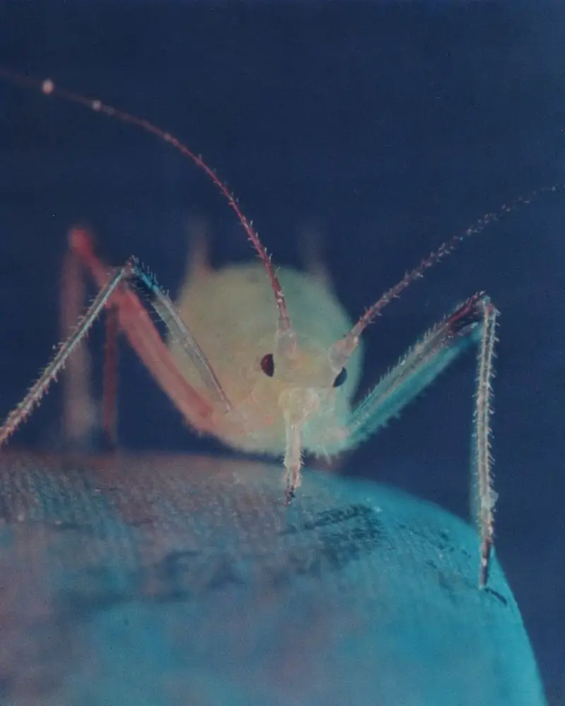 Aphid feeding on a carnation leaf by Steve Rumsey