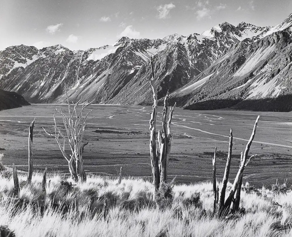 Remains of totara forest burnt by early settlers, upper Rangitata River, Canterbury by John Johns