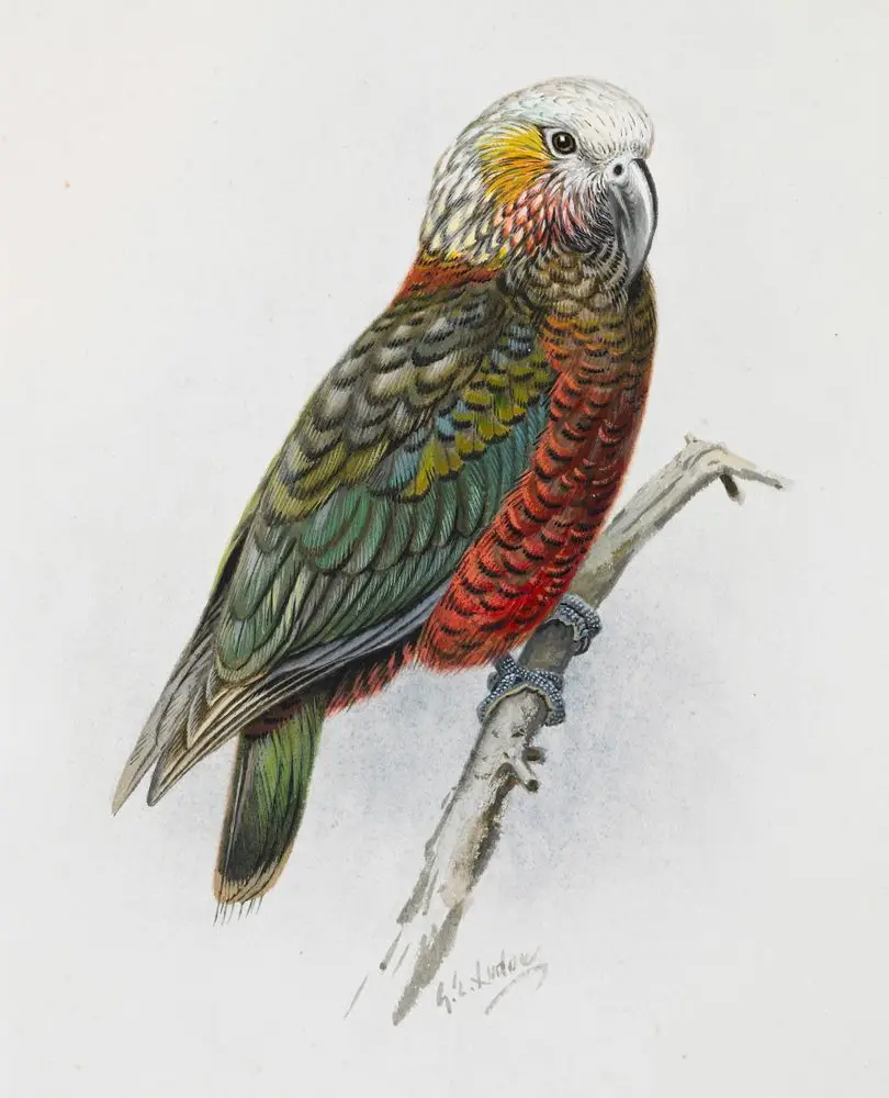 South Island Kaka by George Lodge