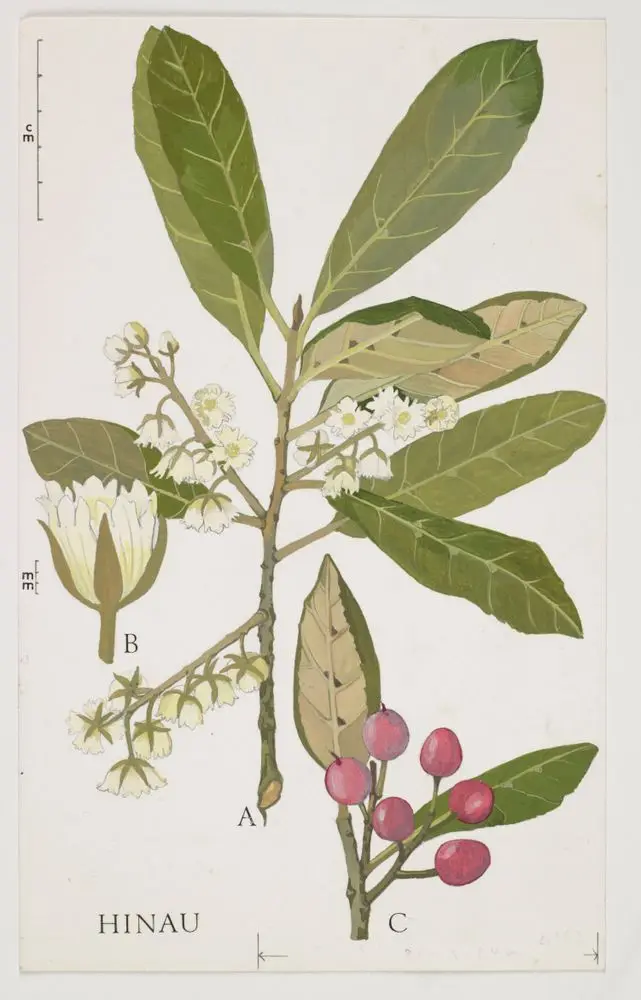Watercolour illustration of hinau (Elaeocarpus dentatus), Plate 20 in 'New Zealand Native Trees'. by Nancy Adams CBE