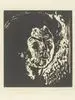 Head of a Woman by Emil Nolde