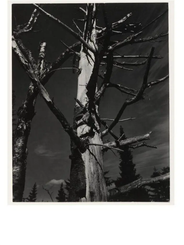 Dead Tree, Vermont by Strand, Paul