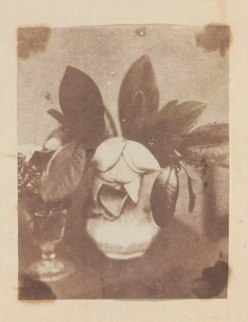 Still Life by Collie, William