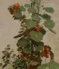 Nasturtiums by Fantin-Latour, Henri