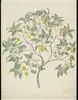 The Ornamental Tree by C. F. A. Voysey