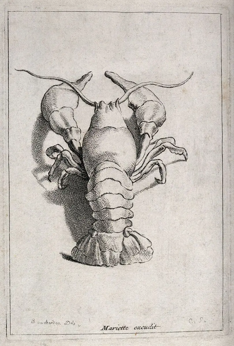 A crustacean (crab). Etching by E. Bouchardon. by Edme Bouchardon