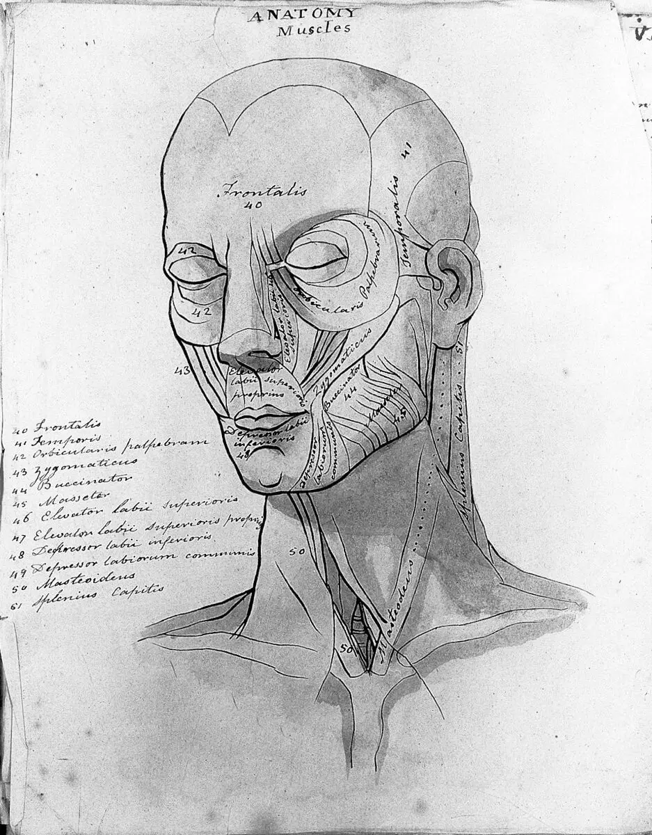 Sketches of anatomy by Unknown artist
