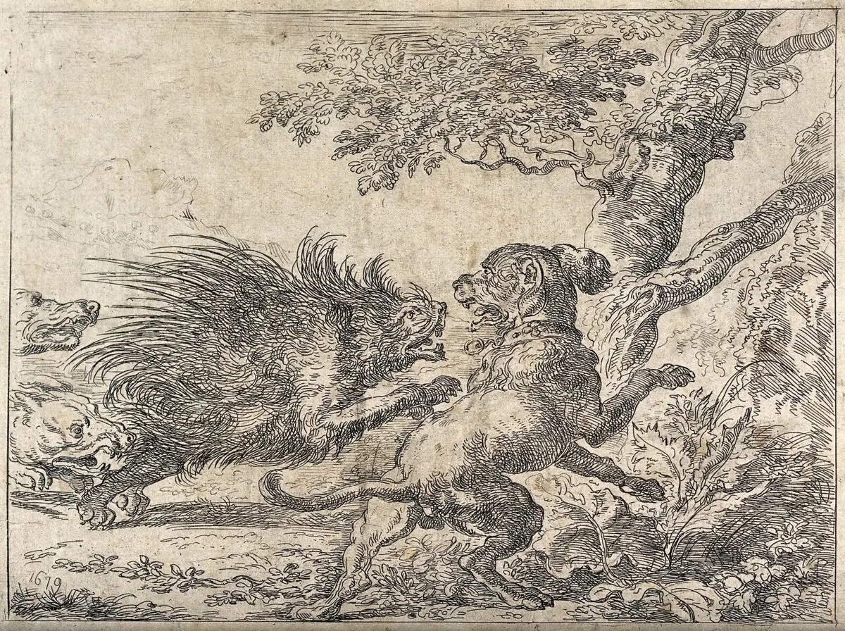 Three hunting dogs chasing a porcupine. Etching after A. Hondius, 1679. by Hondius
