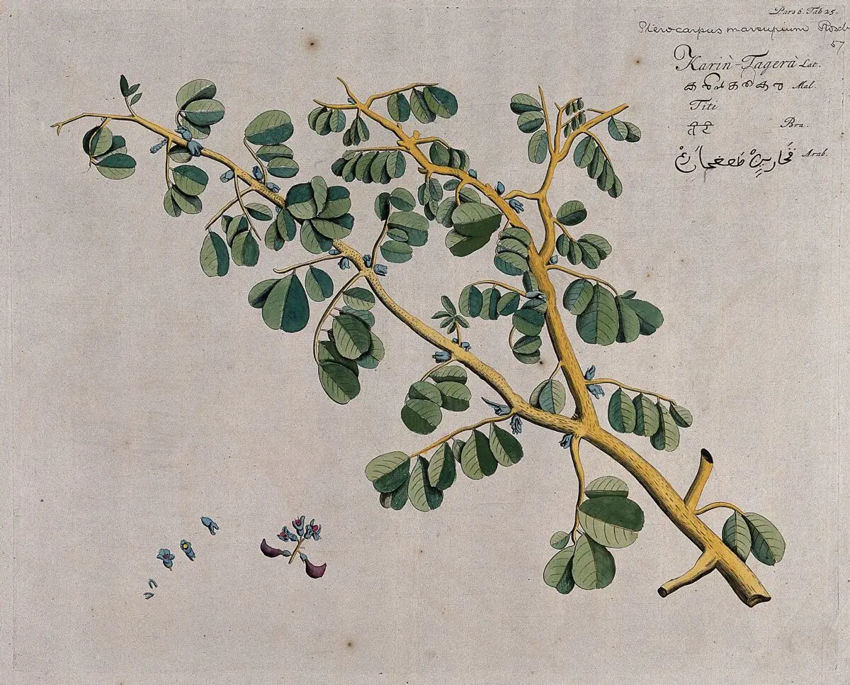 East Indian or Malabar Kino (Pterocarpus marsupium Roxb.): branch with flowers, separate shoot bearing flowers and fruit and sections of flowers. Coloured line engraving. by Hendrik van Rheede