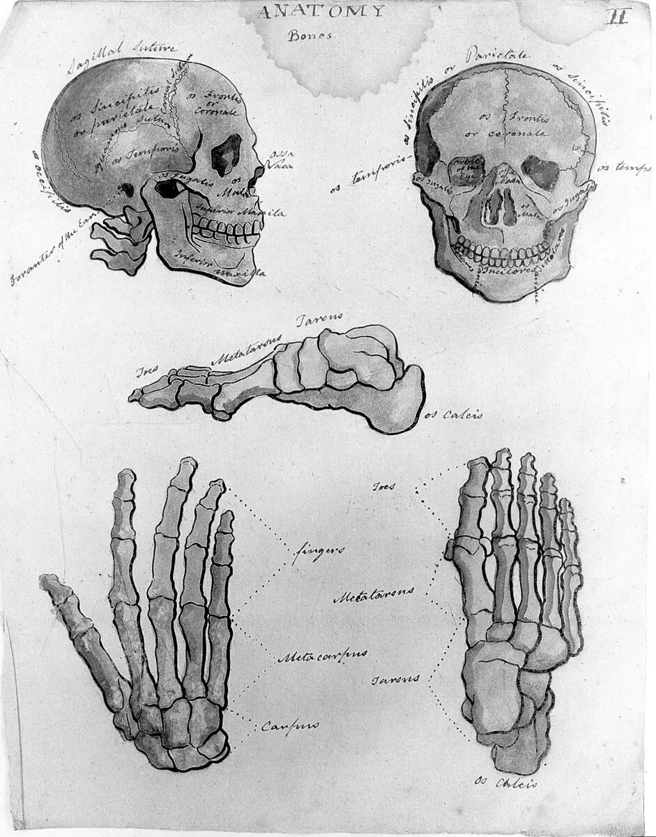 Sketches of anatomy by Unknown artist