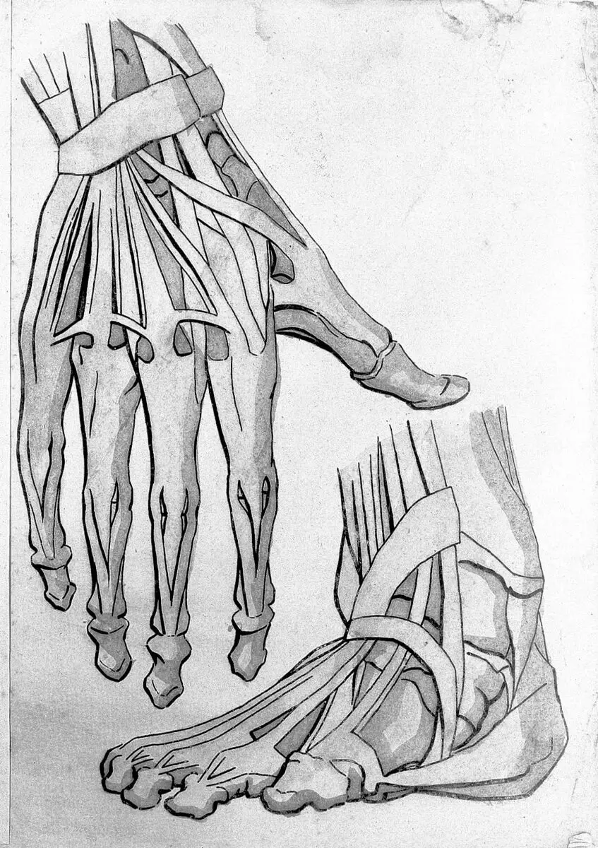 Sketches of anatomy by Unknown artist