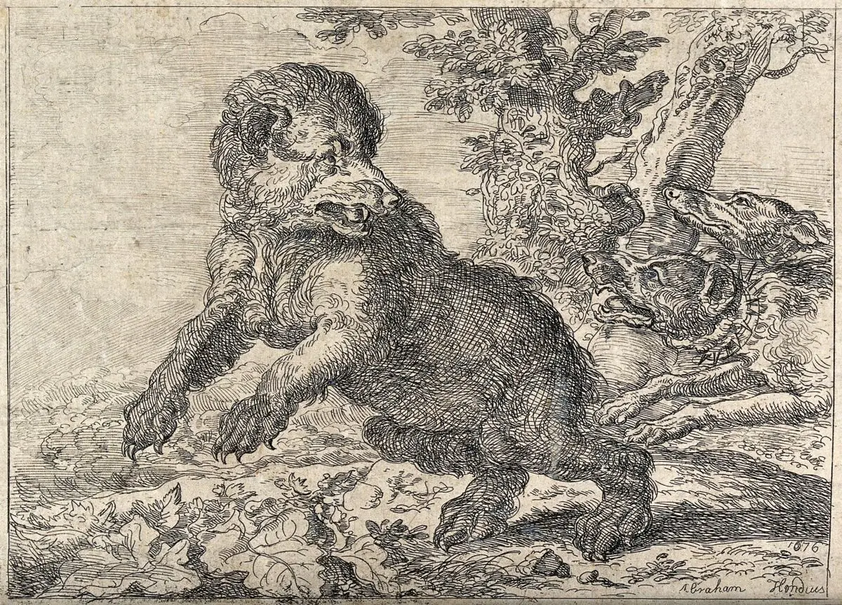 Two hunting dogs chasing a bear in a forest. Etching after A. Hondius. by Hondius