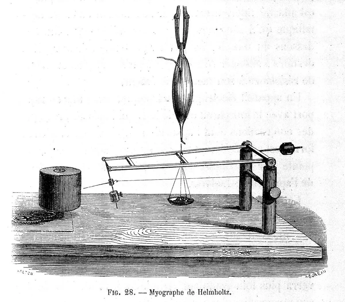 Du mouvement dans les fonctions de la vie : leçons faites au Collége de France / [Etienne-Jules Marey]. by Étienne-Jules Marey