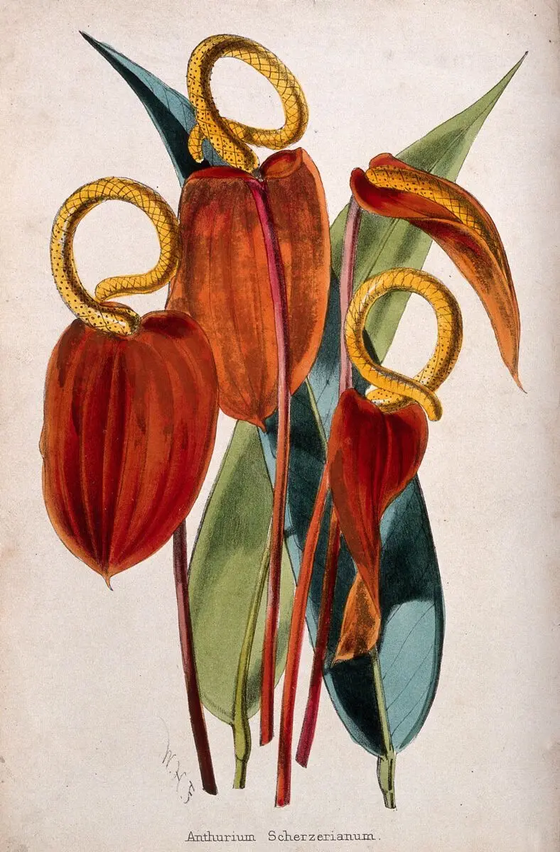 Flamingo flowers (Anthurium scherzerianum): flowers and leaves. Coloured lithograph, c. 1862, after W. Fitch. by Walter Hood Fitch