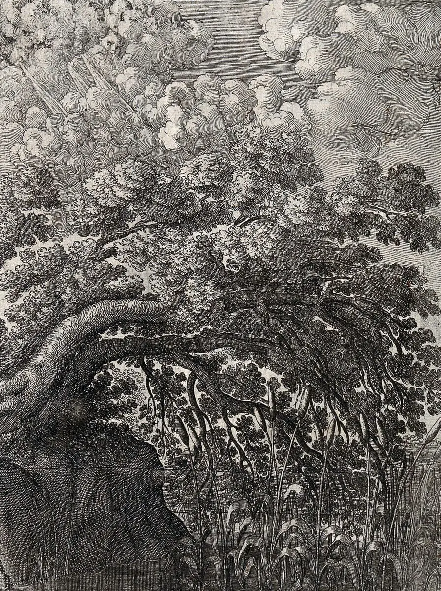 An oak overhangs a pond in which bullrushes are growing; illustration of a fable by Aesop. Etching. by Aesop