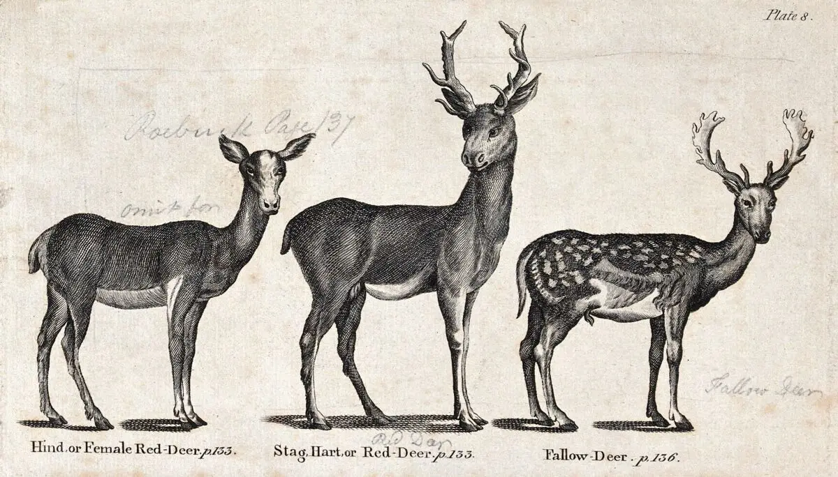 A hind and a stag of the family of Red-Deer and a Fallow-deer. Wood-engraving after T. Bewick. by Thomas Bewick