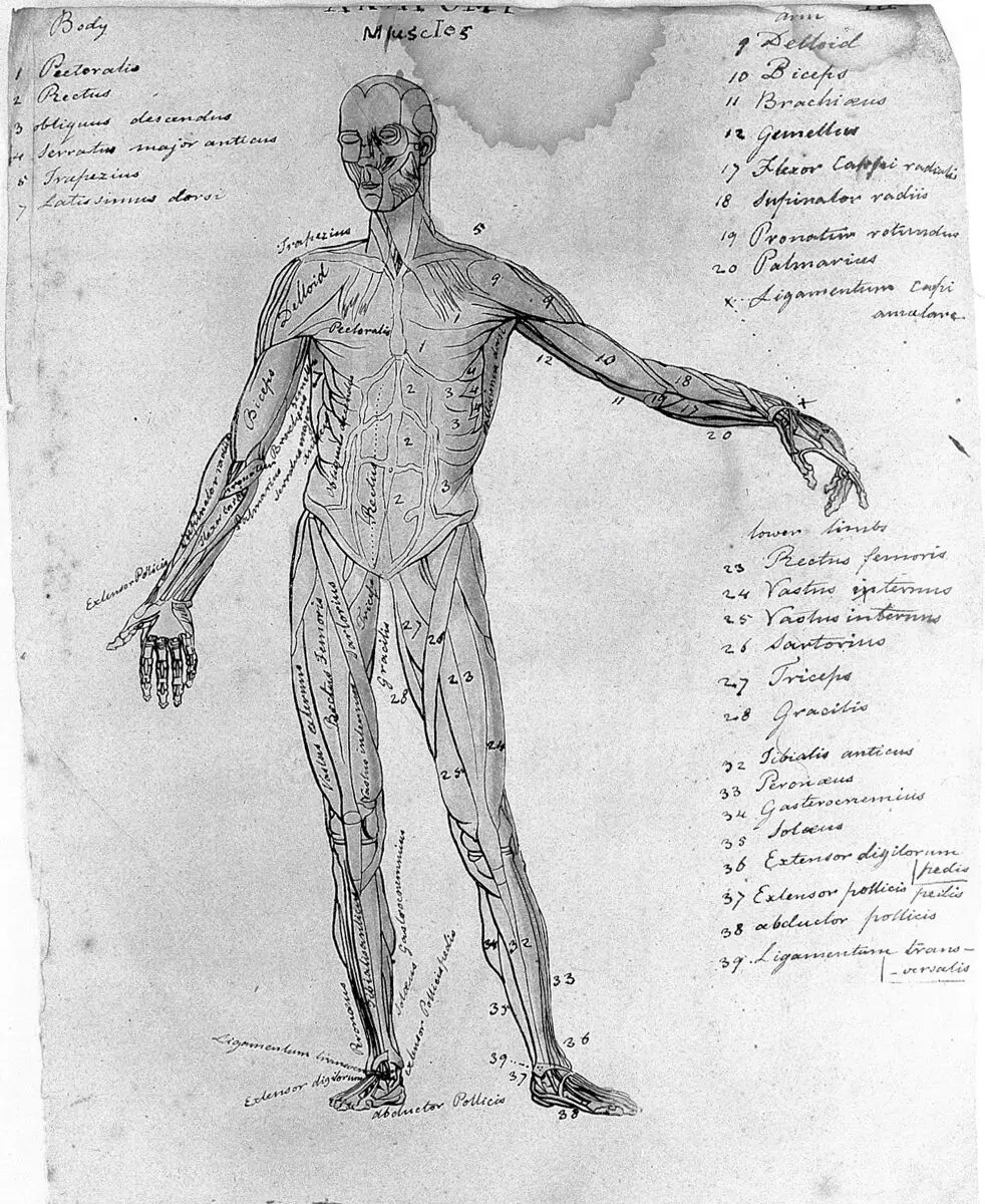 Sketches of anatomy by Unknown artist