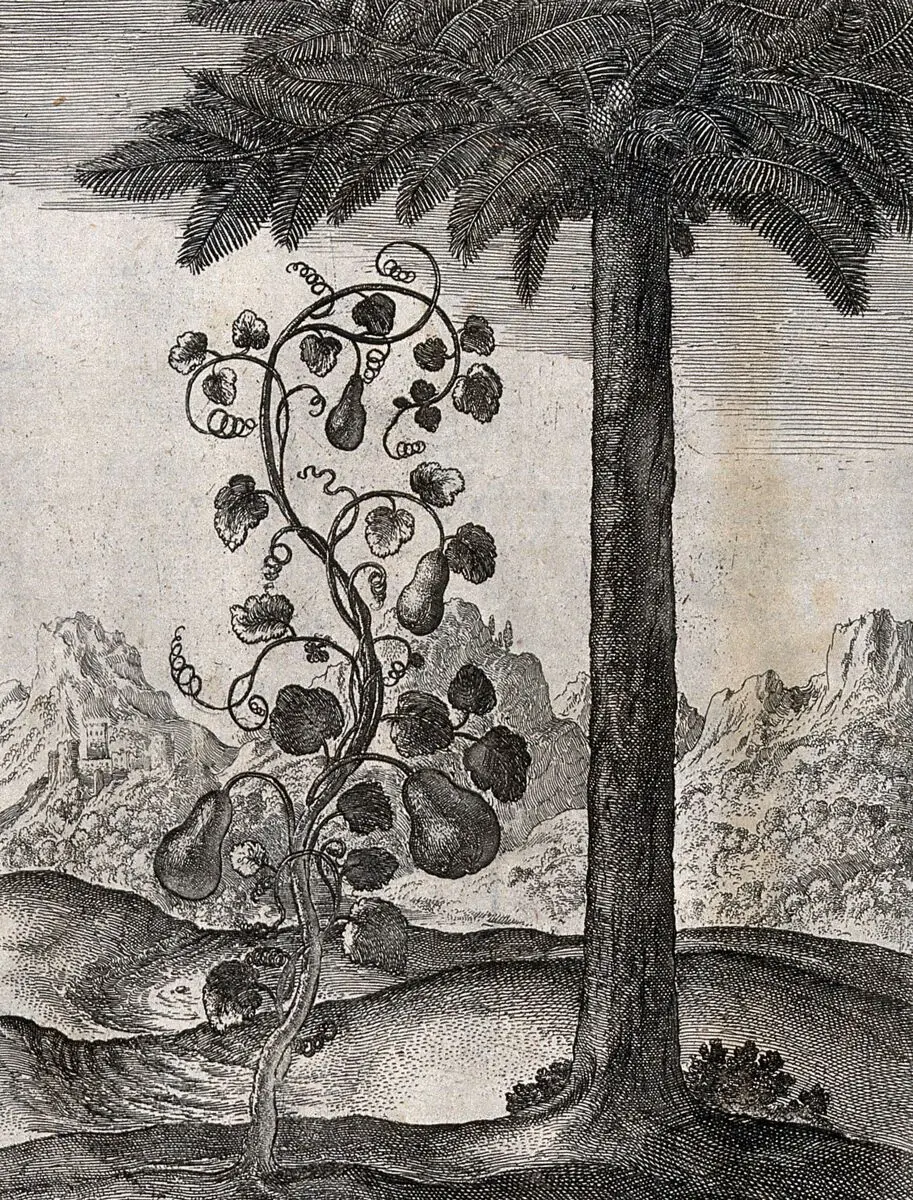 A vine bearing four pear-shaped gourds and a date palm; illustration of a fable by Aesop. Etching. by Aesop