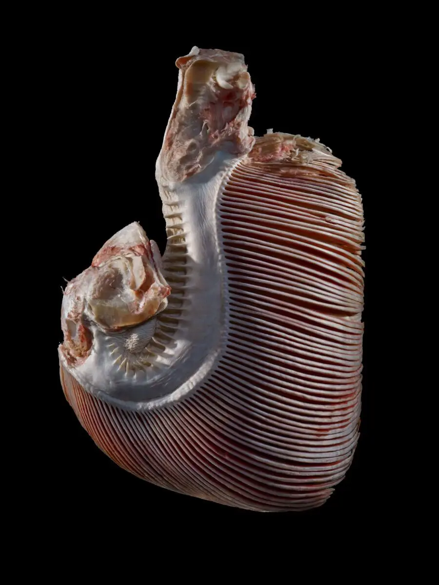 Sturgeon gill, photograph by Michael Frank, Royal College of Surgeons