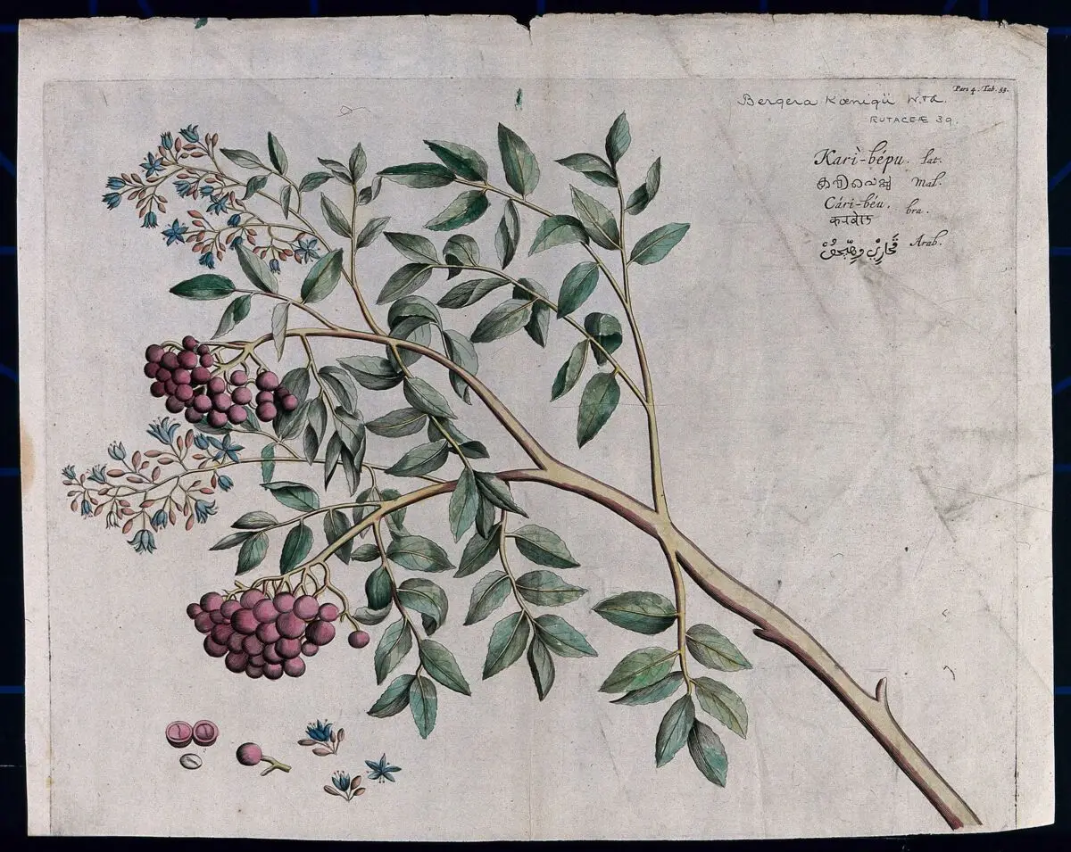A species of Rutaceae: branch with flowers and fruit and separate flowers, fruit and seed. Coloured line engraving. by Hendrik van Rheede