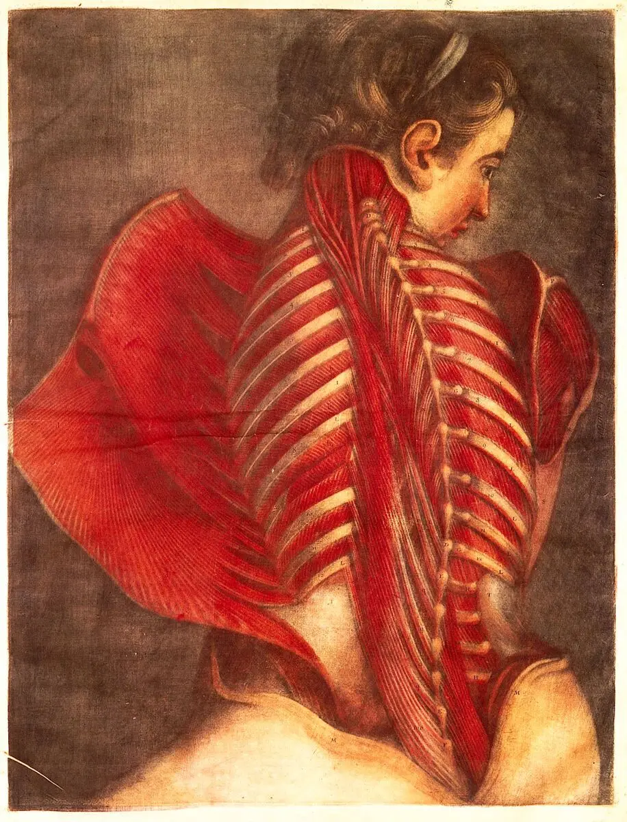 Gautier d'Agoty, mezzotint ecorche female torso, back, 1746 by Gautier Dagoty