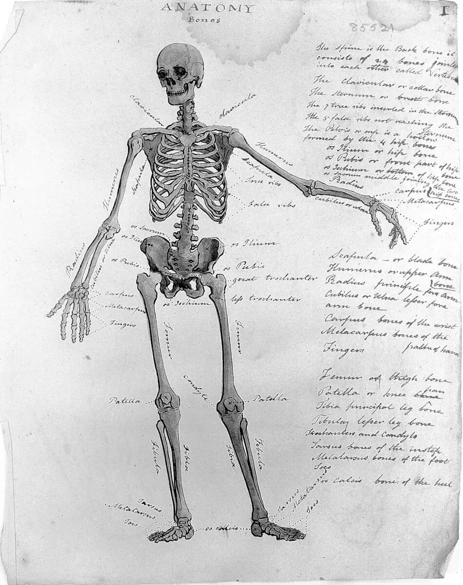 Sketches of anatomy by Unknown artist