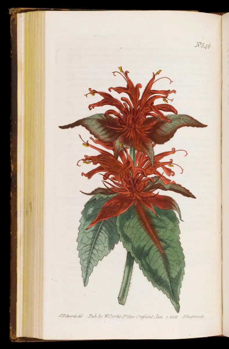 Curtis's botanical magazine, or, Flower-garden displayed / by John Sims. by John Sims