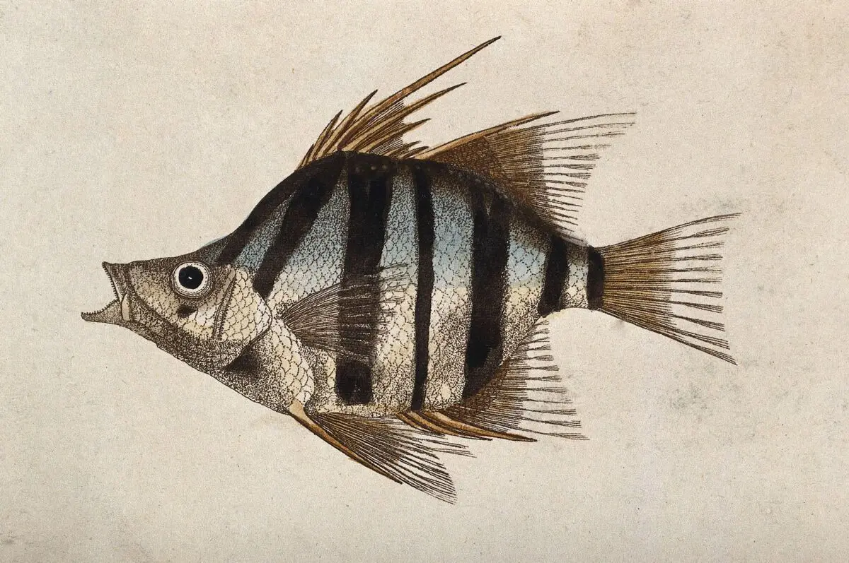 A fish. Coloured etching. by Unknown artist