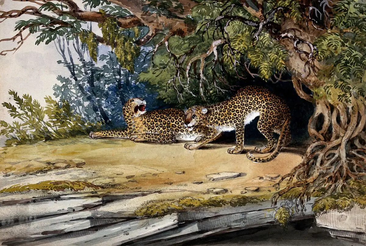 Two leopards in a landscape. Watercolour. by Unknown artist