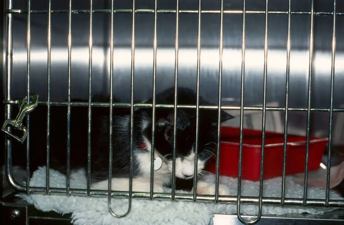 Cat surgery, thyroidectomy by Caroline Gunn