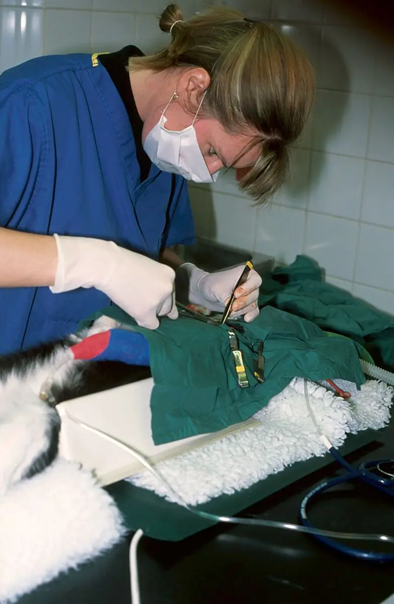 Cat surgery, thyroidectomy by Caroline Gunn
