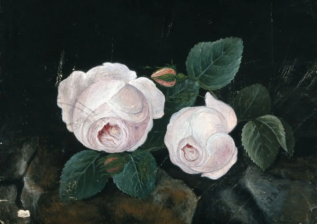 Two white roses, in a still-life. Watercolour by J.D.(?), 1885. by D. J.