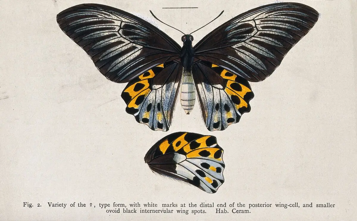 A butterfly. Coloured lithograph. by Unknown artist