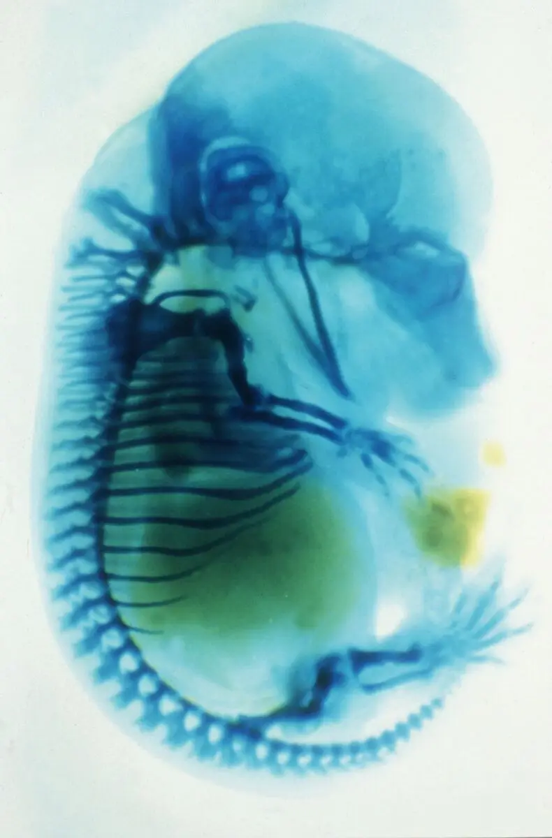 Mouse foetal skeleton by Paul Martin