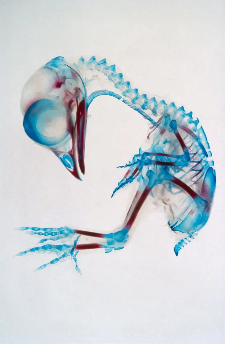 Embryonic chick skeleton by Prof. R. Bellairs