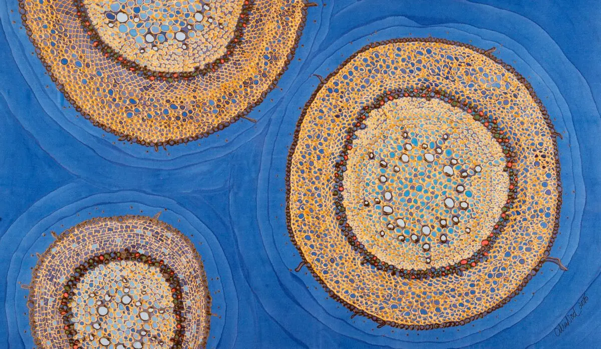 Sarsarparilla root under the microscope. by Odra Noel